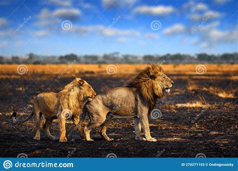 Lion Male Fight Fire Burned Destroyed Savannah Animal In Fire Burnt