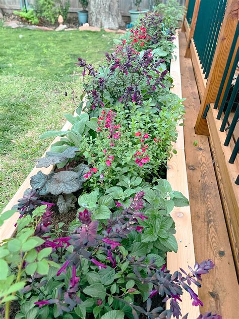Top Reasons to Plant Salvias in Your Garden – Beauty, Resilience