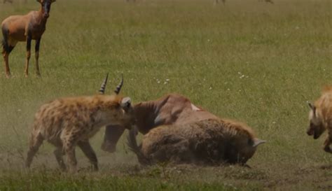 “jungle Heartbreak Defenseless Antelope Meets A Piteous Demise” Boxing Today