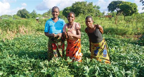 Root And Tuber Crops For Agricultural Transformation In Malawi International Potato Center