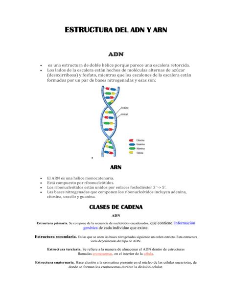 ESTRUCTURA DEL ADN Y ARN