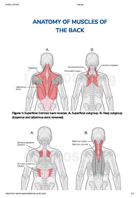 Muscles Of The Back Video Anatomy Definition Osmosis Anatomy Of