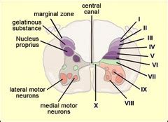 Cns Rexed Lamina Quiz Quizlet