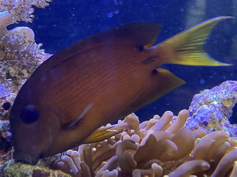 Show Off Your Tangs Page Reef Reef Saltwater And Reef Aquarium Forum