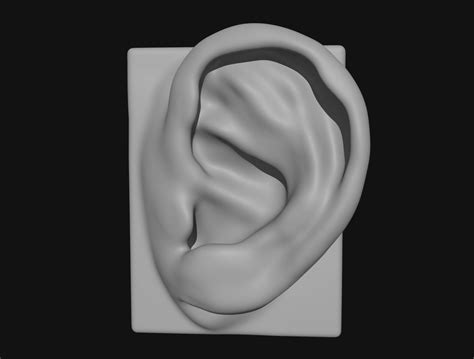 Ears 4 Ear 3d Model Cgtrader