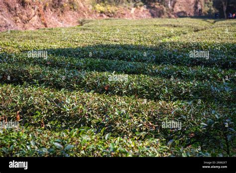 Close Up On Tea Leaves At Da Hong Pao Cha Or Big Red Robe Tea Fields In