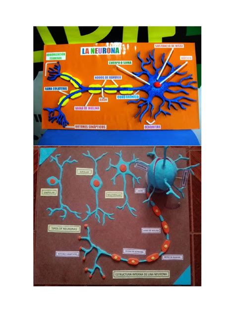 Maqueta De La Neurona