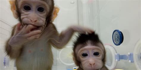 China Successfully Clones Two Monkeys Are Humans Next Tibetan Journal