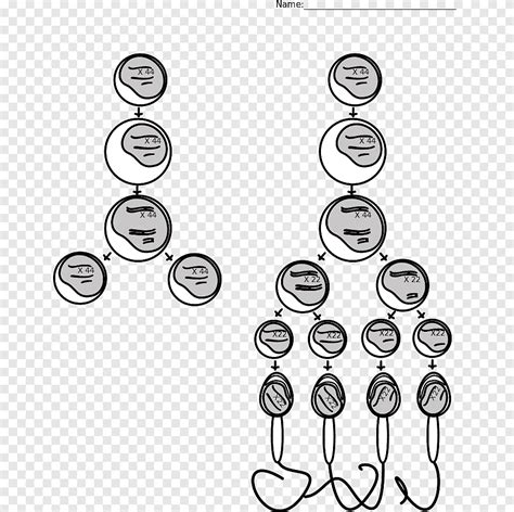 Spermatogenesis Spermatogonium Spermatozoon Gametogamy Mitosis Sperma