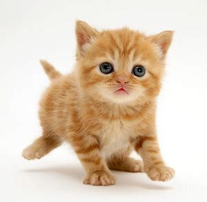 orange tabby kittens - Kittens Photo (41521049) - Fanpop