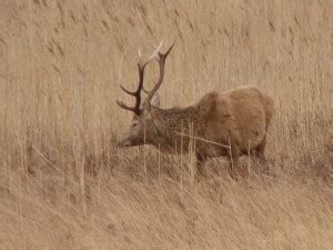 Wildlife - The Isle of Mull