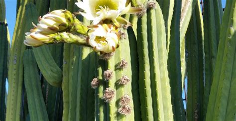 Consuming San Pedro Cactus What You Need To Know