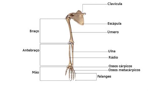 Esqueleto Axial E Apendicular Anatomia Papel E Caneta