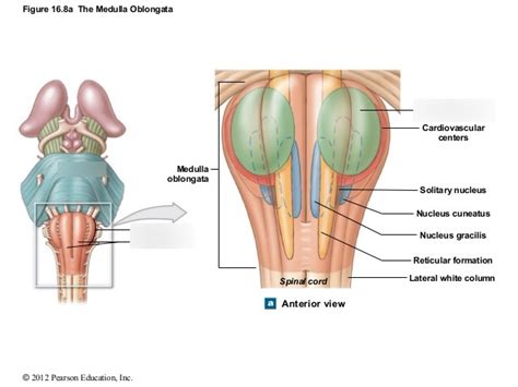 Medulla Anatomy Diagram Quizlet