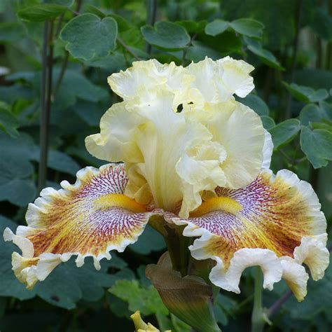 Wonders Never Cease Bearded Iris Iris Germanica High Country Gardens