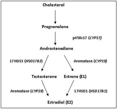 Biosynthesis Of Estradiol Including Associated Enzymes And Genes In Download Scientific