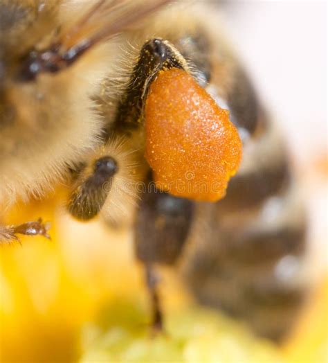 Abeille De Miel De Pollen Sur La Patte Instruction Macro Superbe Photo