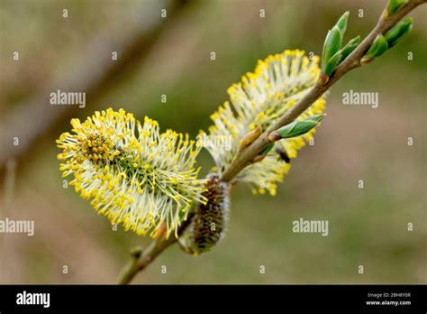 Pussy Willow Salix Caprea Also Known As Goat Willow And Great Sallow