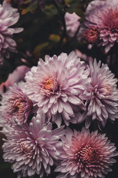 Chrysanthemum Wallpaper Photos, Download The BEST Free Chrysanthemum ...