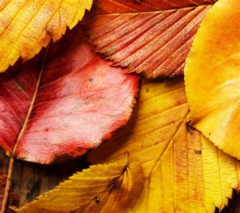 40 HD Fall Leaves Wallpapers WallpaperSafari