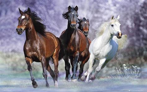 Beautiful Wallpaper Hd Horses Galloping 391