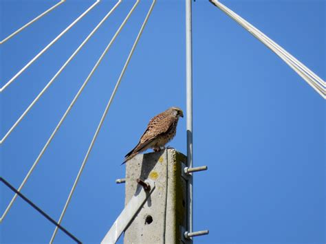 Peneireiro Vulgar Common Kestrel Falco Tinnunculus Flickr