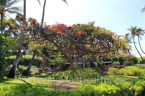 Mastering Horticulture: Royal Poinciana Tree