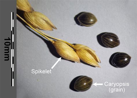 Grass Morphology And Anatomy Earth Home Evolution