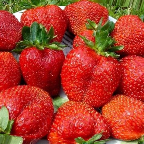 Купить Рассада садовой земляники "Королева Елизавета 2" по лучшей цене ...