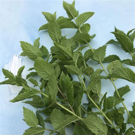 Mint Seeds – Hudson Valley Seed Company