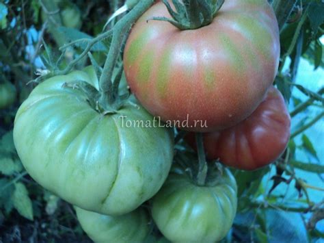 Томат Король Ранних: описание сорта, ОТЗЫВЫ (13), фото