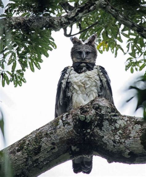 Voici La Harpie F Roce Un Oiseau Si Gros Que Certaines Personnes