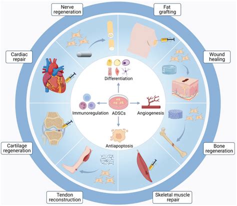 Schematic Representation Of Adiposederived Stem Cells Adscs For