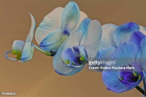 590 Blue Purple Orchid Stock Photos, High-Res Pictures, and Images ...