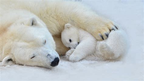 Do Polar Bears Hibernate? Don’t Sleep on This Answer!