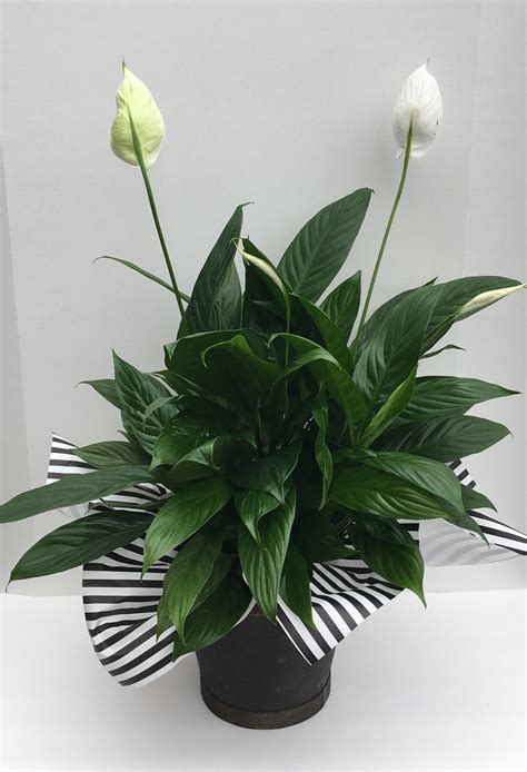 Indoor Houseplants Peace Lily Yellow