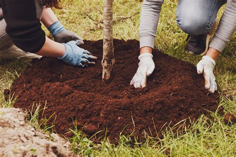 Cómo Plantar Un árbol Correctamente Para Que Agarren Las Raíces