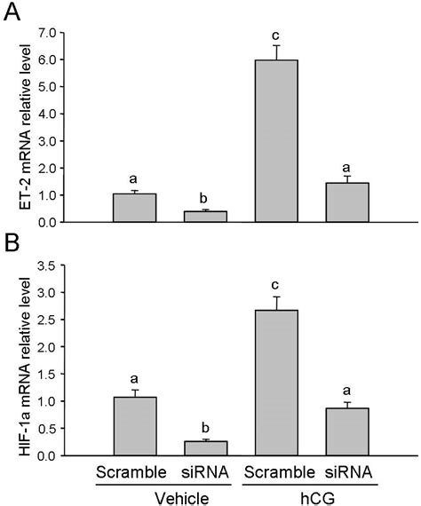 Effects of HIF 1α siRNA on ET 2 mRNA and HIF 1α mRNA expression in GCs