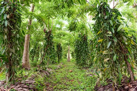 Vanilla Growing In Uganda