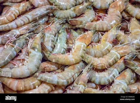 A Pile Of Shrimps Hi Res Stock Photography And Images Alamy