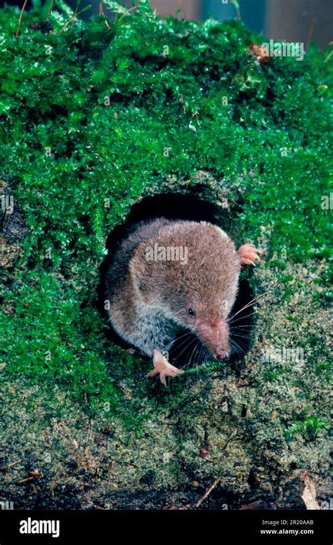 Common Shrew Sorex Araneus Wood Shrew Shrew Shrews Insectivores