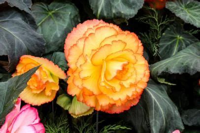 Begonias: How to Plant, Grow and Care for Begonias | Annual flowers ...