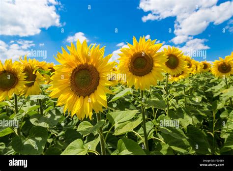 Blooming Field Of Sunflowers On Blue Sky Stock Photo Alamy