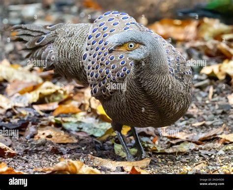 A Male Gray Peacock Pheasant Polyplectron Bicalcaratum Displaying At