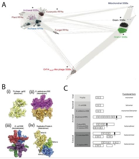 Ijms Free Full Text Unravelling How Single Stranded Dna Binding