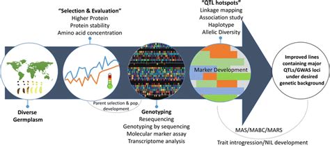 Integrated Genomics And Breeding Approaches For Soybean Meal