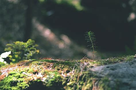 無料画像 森林 草 ブランチ 工場 芝生 太陽光 葉 花 モス 野生動物 緑 ジャングル 秋 植物学 フローラ