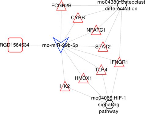 Spinal Cord Injury Pathway Related Integrated Cerna Regulatory Network