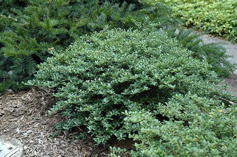 Helleri Holly Is A Low Mounding Evergreen Shrub That Responds To