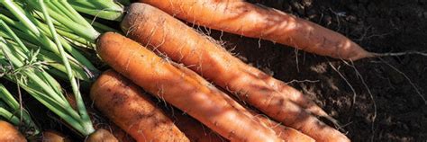 Simple Tips For Storing Garden Carrots 2023 AtOnce